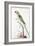 Alexandrine Parakeet-Nicolas Robert-Framed Giclee Print