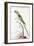 Alexandrine Parakeet-Nicolas Robert-Framed Giclee Print