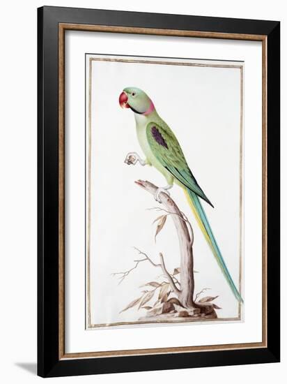 Alexandrine Parakeet-Nicolas Robert-Framed Giclee Print