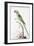 Alexandrine Parakeet-Nicolas Robert-Framed Giclee Print