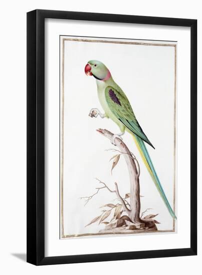 Alexandrine Parakeet-Nicolas Robert-Framed Giclee Print