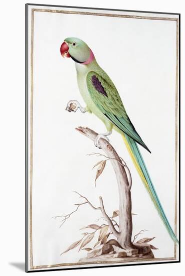 Alexandrine Parakeet-Nicolas Robert-Mounted Giclee Print