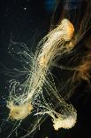 Jellyfish in the Ocean-alexandros33-Photographic Print