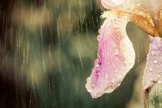 Summer Flowers under Rain-Alexey Rumyantsev-Photographic Print