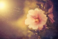 Summer Flower under Rain-Alexey Rumyantsev-Framed Photographic Print