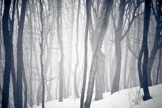 Winter Forest-Alexey Rumyantsev-Photographic Print
