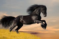 Harness on Black Horse-Alexia Khruscheva-Mounted Photographic Print