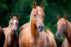 Herd of Horses Eating Hay.-Alexia Khruscheva-Mounted Photographic Print