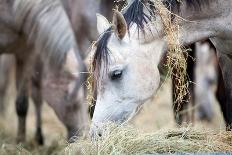 Herd of Horses Eating Hay.-Alexia Khruscheva-Photographic Print