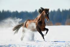 Harness on Black Horse-Alexia Khruscheva-Photographic Print