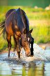 Friesian Stallion Gallop in Sunset-Alexia Khruscheva-Mounted Photographic Print