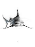 Shark 3-Alexis Marcou-Art Print