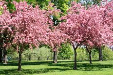 Blooming Cherry Garden.-alextheshutterbug-Framed Photographic Print