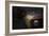 Alfa Romeo GTV Front-NaxArt-Framed Photo