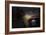 Alfa Romeo GTV Front-NaxArt-Framed Photo