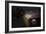 Alfa Romeo GTV Front-NaxArt-Framed Photo