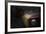 Alfa Romeo GTV Front-NaxArt-Framed Photo