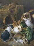 Bunnies' Meal II-Alfred Barber-Premium Giclee Print