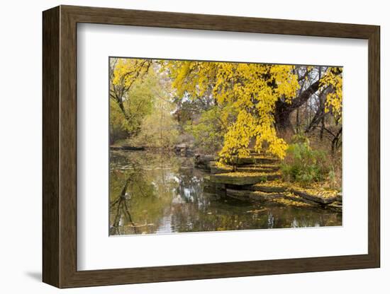 Alfred Caldwell Lily Pond in Chicago's Lincoln Park Area-Alan Klehr-Framed Photographic Print