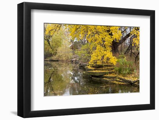 Alfred Caldwell Lily Pond in Chicago's Lincoln Park Area-Alan Klehr-Framed Photographic Print