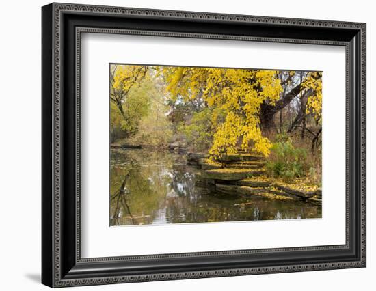 Alfred Caldwell Lily Pond in Chicago's Lincoln Park Area-Alan Klehr-Framed Photographic Print