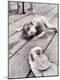Photographic Print