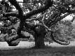 Premium Photographic Print