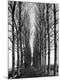 Photographic Print