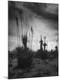 Photographic Print
