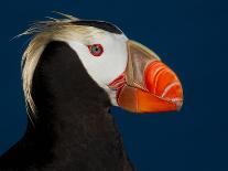 Tufted Puffin-Alfred Forns-Photographic Print