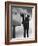 Alfred Hitchcock, Alfred Hitchcock Presents, 1955-null-Framed Photographic Print