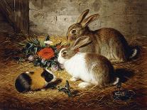 Escaped: Two Rabbits and Guinea Pig-Alfred R. Barber-Framed Giclee Print