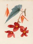 Analytical Drawing of a Flower, Leaves and a Section of Branch (W/C and Bodycolour on Card)-Alfred Riocreux-Giclee Print