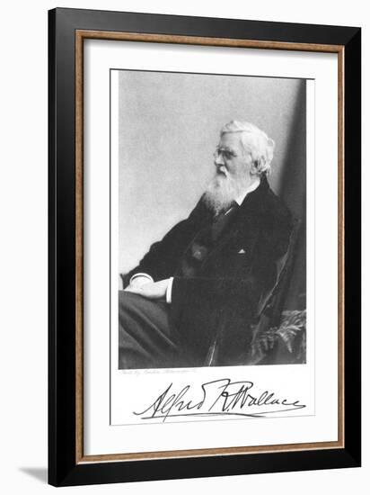 Alfred Russell Wallace, Welsh-Born British Naturalist, C1900-null-Framed Giclee Print