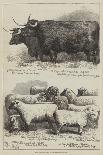 Prize Cattle and Sheep at the Smithfield Club Show-Alfred Sheldon-Williams-Framed Giclee Print