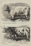 Prize Cattle at the Smithfield Club Show-Alfred Sheldon-Williams-Giclee Print