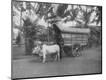 Photographic Print