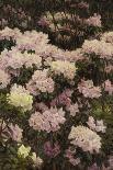 Rhododendrons-Alfrida Vilhelmine Ludovica Baadsgaard-Framed Premier Image Canvas