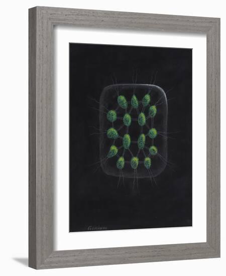 Alga-Philip Henry Gosse-Framed Giclee Print