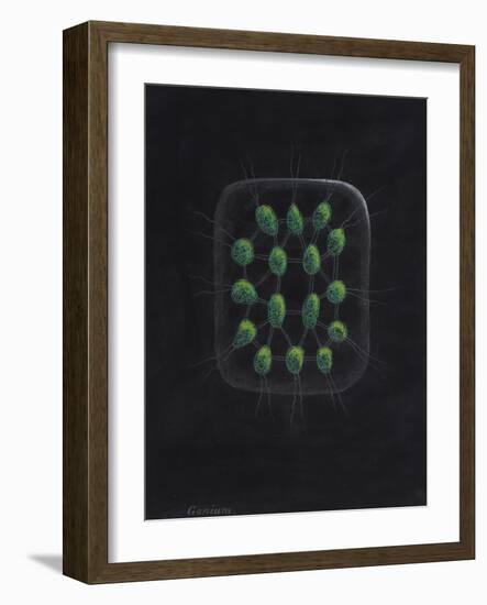 Alga-Philip Henry Gosse-Framed Giclee Print