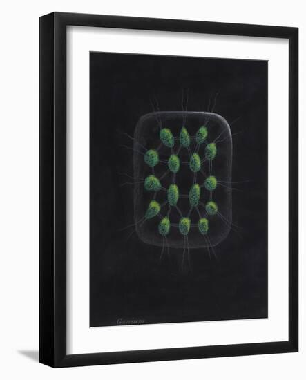 Alga-Philip Henry Gosse-Framed Giclee Print