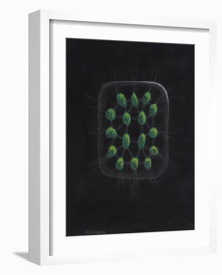 Alga-Philip Henry Gosse-Framed Giclee Print