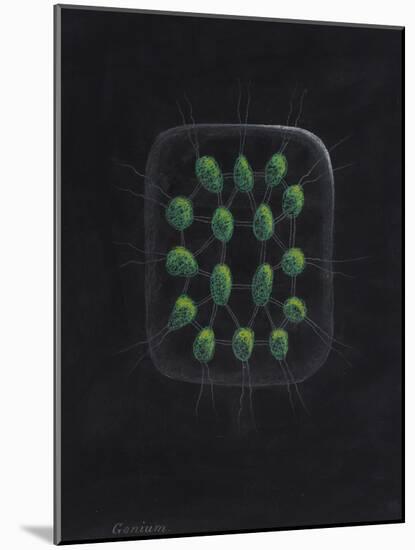 Alga-Philip Henry Gosse-Mounted Giclee Print