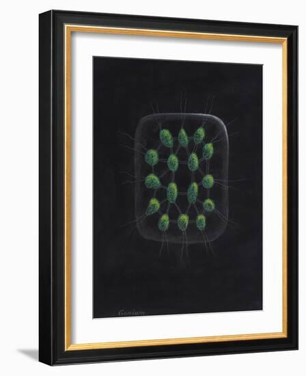 Alga-Philip Henry Gosse-Framed Giclee Print