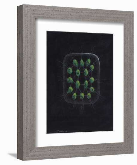 Alga-Philip Henry Gosse-Framed Giclee Print