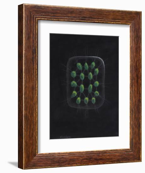 Alga-Philip Henry Gosse-Framed Giclee Print