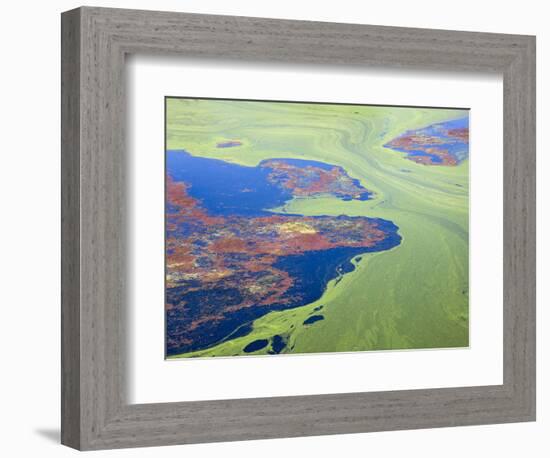 Algae on the Water, Indhar Lake, Udaipur, Rajasthan, India-Keren Su-Framed Photographic Print