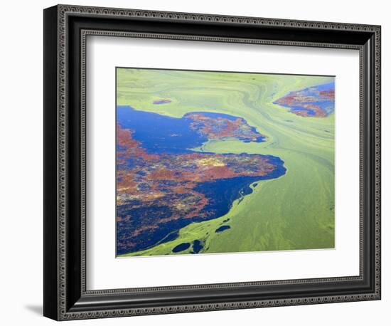 Algae on the Water, Indhar Lake, Udaipur, Rajasthan, India-Keren Su-Framed Photographic Print