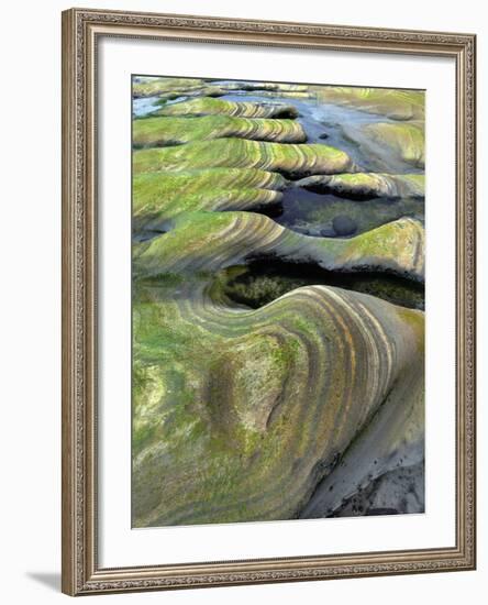 Algae-Tinted Sandstone Formations, Seal Rock Beach, Oregon, USA-Jaynes Gallery-Framed Photographic Print