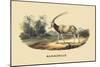 Algazelle-E.f. Noel-Mounted Art Print